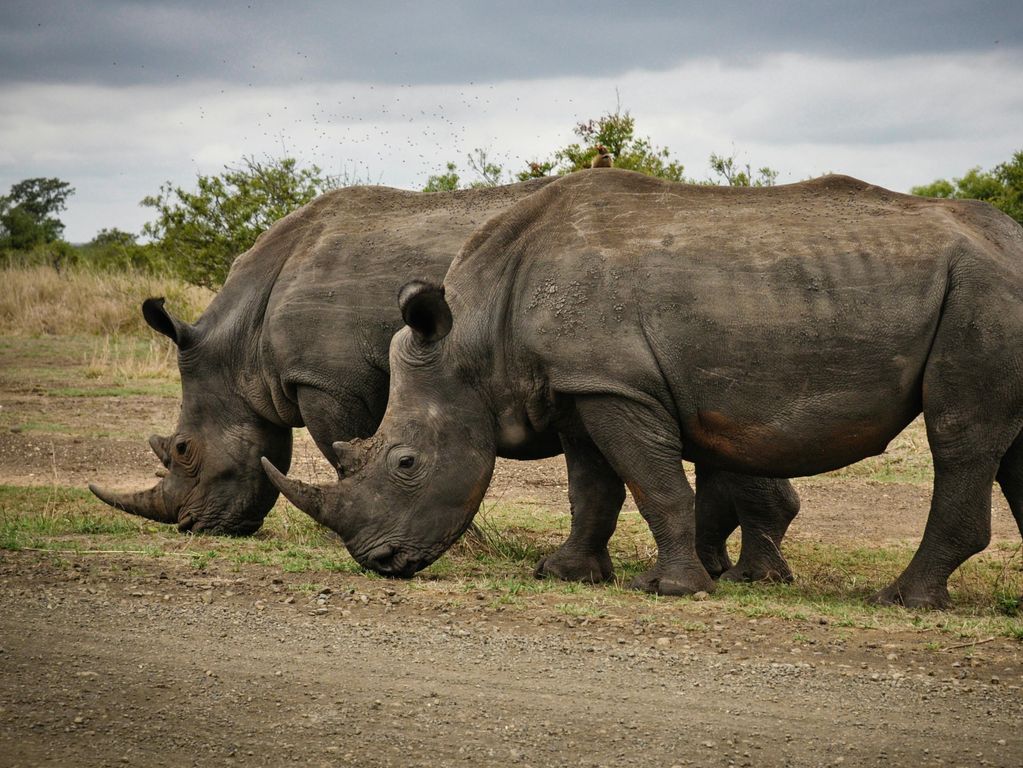 Zuid Afrika safari Kruger National park